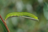 thumbnails/131-Lepidoptera, Noctuidae, Scoliopteryx libatrix, Larve_2014_09_07--12-18-24.jpeg.small.jpeg