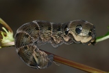 thumbnails/150-Lepidoptera, Sphingidae, Deilephila elpenor, Mittlerer Weinschwaermer, Larve_2016_09_17--15-41-03.jpeg.small.jpeg