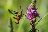 thumbnails/152-Lepidoptera, Sphingidae, Hemaris fuciformis, Hummelschwaermer im Flug_2018_07_13--10-37-04.jpeg.small.jpeg