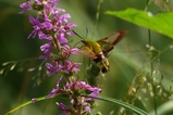 thumbnails/154-Lepidoptera, Sphingidae, Hemaris fuciformis, Hummelschwaermer im Flug_2023_07_12--09-49-35.jpeg.small.jpeg