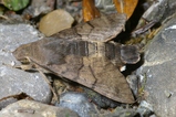 thumbnails/161-Lepidoptera, Sphingidae, Macroglossum stellatarum_2006_07_29--15-10-04.jpeg.small.jpeg