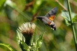 thumbnails/163-Lepidoptera, Sphingidae, Macroglossum stellatarum, Taubenschwaenzchen im Flug_2022_08_02--09-05-52.jpeg.small.jpeg