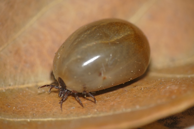 ../previews/003-Acari, Ixodidae, Ixodes ricinus, vollgesogene Zecke_2017_07_22--19-06-34.jpeg.medium.jpeg