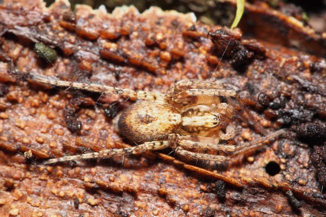 ../previews/004-Anyphaenidae, Anyphaena accentuata_2017_11_27--12-54-21.jpeg.medium.jpeg