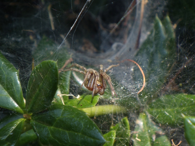 ../previews/005-Araneae, Agelenidae,_2013_07_07--13-08-51.jpeg.medium.jpeg