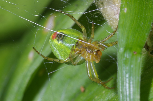 ../previews/017-Araneae, Araneidae, Araneus cucurbitinus, Weibchen_2005_07_03--13-10-04.jpeg.medium.jpeg