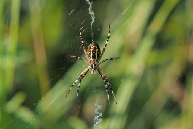 ../previews/030-Araneae, Araneidae, Argiope bruennichi, Zebraspinne_2018_07_25--08-28-52.jpeg.medium.jpeg