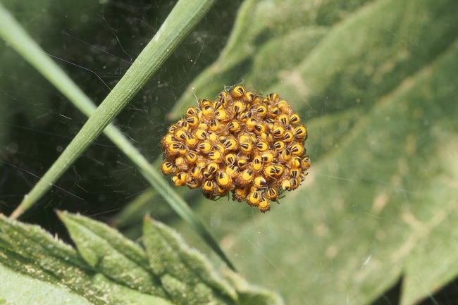 ../previews/035-Araneae, Araneidae, frisch geschluepfte Jungtiere_2018_05_04--13-57-06.jpeg.medium.jpeg