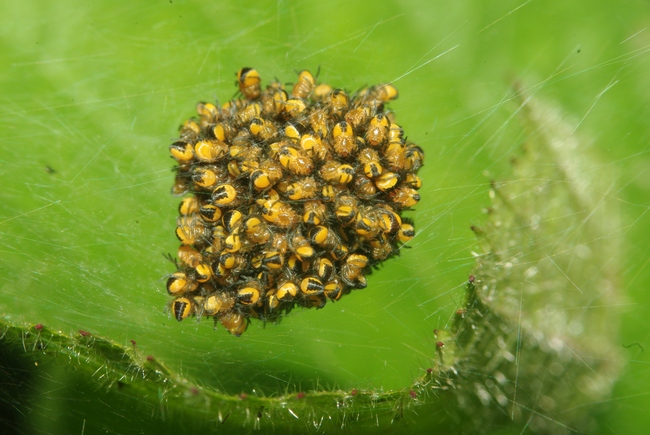 ../previews/036-Araneae, Araneidae, Jungtiere_2009_06_08--13-22-32.jpeg.medium.jpeg