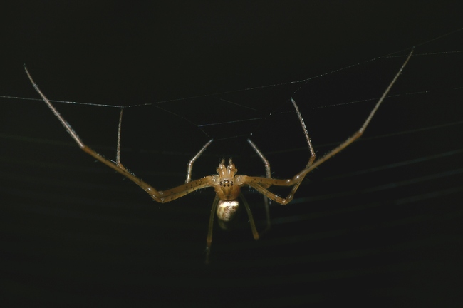 ../previews/040-Araneae, Araneidae, Meta segmentata, Maennchen_2005_10_11--16-43-02.jpeg.medium.jpeg