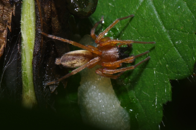 ../previews/043-Araneae, Clubionidae,_2011_06_05--11-25-10.jpeg.medium.jpeg