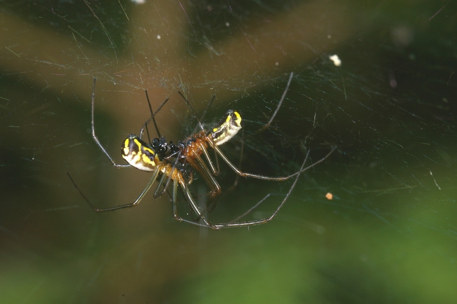 ../previews/058-Araneae, Linypiidae, Linyphia marginata, Paarung_2005_05_28--15-51-10.jpeg.medium.jpeg