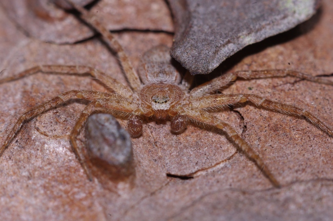 ../previews/071-Araneae, Philodromidae,_2012_03_12--11-01-48.jpeg.medium.jpeg