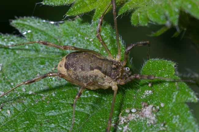 ../previews/111-Opiliones, Phalangiidae, Odiellus spinosus_2006_09_22--12-22-40.jpeg.medium.jpeg