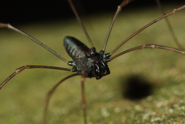 ../previews/117-Opiliones, Phalangiidae, Platybunus pinetorum_2009_06_29--11-24-22.jpeg.medium.jpeg