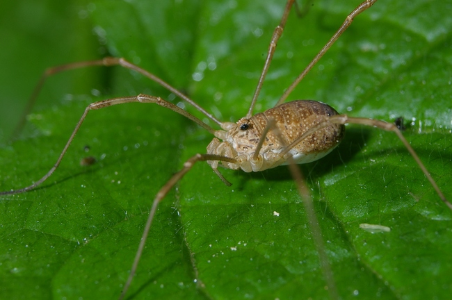 ../previews/118-Opiliones, Phalangiidae, Rilaena triangularis_2006_06_17--10-03-21.jpeg.medium.jpeg