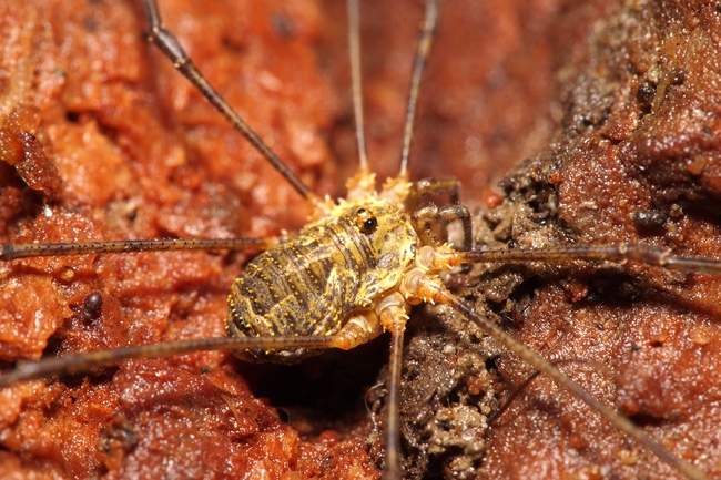 ../previews/119-Opiliones, Phalangiidae, Rilaena triangularis_2017_11_09--11-14-47.jpeg.medium.jpeg