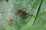 thumbnails/007-Araneae, Agelenidae,_2014_05_16--13-52-25.jpeg.small.jpeg