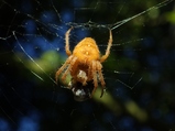 thumbnails/010-Araneae, Araneidae, Aranea diadematus_2015_09_13--16-55-40.jpeg.small.jpeg