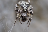 thumbnails/011-Araneae, Araneidae, Araneus angulatus_2016_06_08--11-19-42.jpeg.small.jpeg