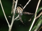 thumbnails/018-Araneae, Araneidae, Araneus diadematus_2010_08_29--13-21-57.jpeg.small.jpeg