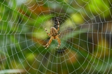 thumbnails/020-Araneae, Araneidae, Araneus diadematus, Gartenkreuzspinne_2020_10_25--11-30-32.jpeg.small.jpeg