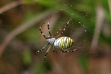 thumbnails/028-Araneae, Araneidae, Argiope bruennichi, Wespenspinne_2023_08_31--10-34-17.jpeg.small.jpeg