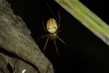 thumbnails/037-Araneae, Araneidae, Meta segmentata,_2009_10_09--16-39-06.jpeg.small.jpeg