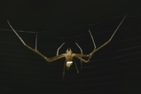 thumbnails/040-Araneae, Araneidae, Meta segmentata, Maennchen_2005_10_11--16-43-02.jpeg.small.jpeg