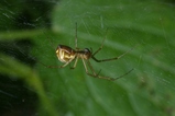 thumbnails/048-Araneae, Linyphiidae,_2006_09_22--12-19-29.jpeg.small.jpeg