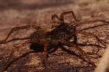 thumbnails/061-Araneae, Lycosidae,_2011_03_23--16-37-19.jpeg.small.jpeg