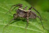 thumbnails/062-Araneae, Lycosidae,_2014_07_07--09-31-03.jpeg.small.jpeg