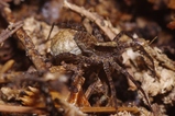 thumbnails/065-Araneae, Lycosidae, Pardosa lugubris, Eikokon_2011_06_07--13-18-28.jpeg.small.jpeg
