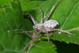 thumbnails/070-Araneae, Philodromidae,_2008_06_09--15-05-05.jpeg.small.jpeg
