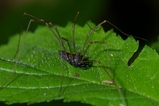 thumbnails/116-Opiliones, Phalangiidae, Platybunus pinetorum_2005_05_29--15-33-54.jpeg.small.jpeg