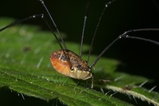 thumbnails/121-Opiliones, Scierosomatidae, Leiobunum rotundum_2008_08_30--11-00-41.jpeg.small.jpeg