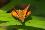 thumbnails/003-Lepidoptera, Hesperiidae, Ochlodes sylvanus, Dickkopffalter_2019_07_09--10-04-13.jpeg.small.jpeg