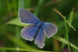 thumbnails/013-Lepidoptera, Lycaenidae,_2013_06_28--10-47-51.jpeg.small.jpeg