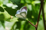 thumbnails/015-Lepidoptera, Lycaenidae, Celastrina argiolus_2019_07_04--13-18-40.jpeg.small.jpeg