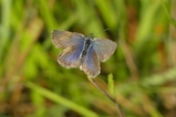 thumbnails/018-Lepidoptera, Lycaenidae, Cupido minimus_2020_08_05--10-57-20.jpeg.small.jpeg