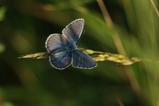 thumbnails/020-Lepidoptera, Lycaenidae, Lycaeides idas_2009_06_29--06-24-30.jpeg.small.jpeg