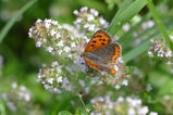 thumbnails/021-Lepidoptera, Lycaenidae, Lycaena phlaeas, Kleiner Feuerfalter_2017_08_15--10-34-33.jpeg.small.jpeg