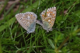 thumbnails/026-Lepidoptera, Lycaenidae, Lysandra coridon, Paarung_2013_06_07--09-24-15.jpeg.small.jpeg