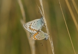 thumbnails/027-Lepidoptera, Lycaenidae, Lysandra coridon, Paarung_2020_08_05--10-44-51.jpeg.small.jpeg