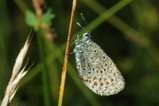 thumbnails/028-Lepidoptera, Lycaenidae, Maculinea arion_2009_06_29--05-25-05.jpeg.small.jpeg