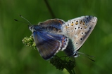 thumbnails/029-Lepidoptera, Lycaenidae, Paarung_2013_06_07--10-41-43.jpeg.small.jpeg
