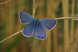 thumbnails/030-Lepidoptera, Lycaenidae, Plebejus argyrognomon_2013_08_10--10-15-38.jpeg.small.jpeg