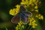 thumbnails/031-Lepidoptera, Lycaenidae, Plebejus argyrognomon_2013_08_10--10-27-05.jpeg.small.jpeg