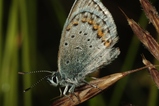 thumbnails/032-Lepidoptera, Lycaenidae, Plebicula amanda_2009_06_29--05-43-39.jpeg.small.jpeg