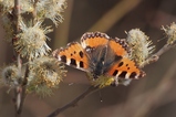 thumbnails/042-Lepidoptera, Nymphalidae, Aglais urticae, Kleiner Fuchs_2019_03_27--11-22-17.jpeg.small.jpeg
